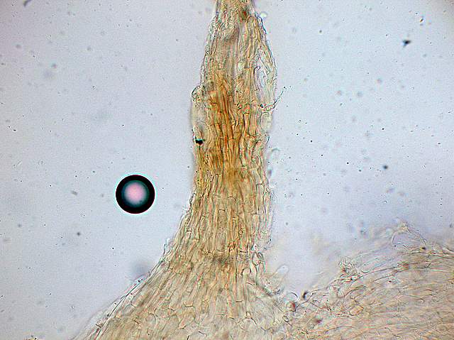 Clitocybe puberula